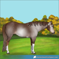 Horse Color:Gray Chestnut Tobiano 