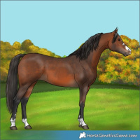 Horse Color:Bay 