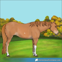 Horse Color:Chestnut Tobiano 