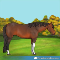 Horse Color:Bay Tobiano 