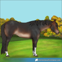 Horse Color:Bay Tobiano Rabicano 