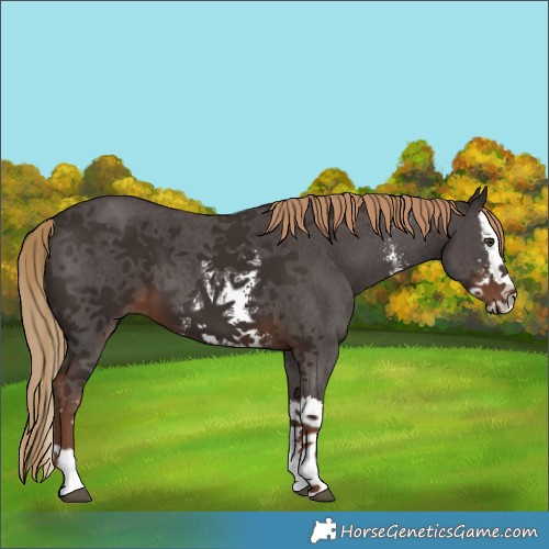 Horse Color:Liver Chestnut Sabino Splash 