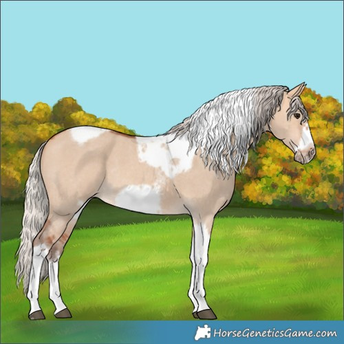 Horse Color:Silver Bay Dun Sabino Tobiano Frame Rabicano 