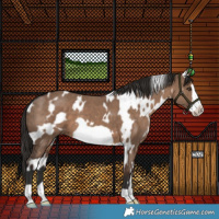 Horse Color:White Spotted Liver Red Dun Frame 