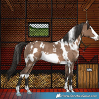Horse Color:White Spotted Liver Red Dun Frame 