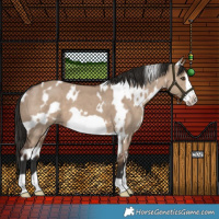 Horse Color:White Spotted Liver Red Dun Frame 