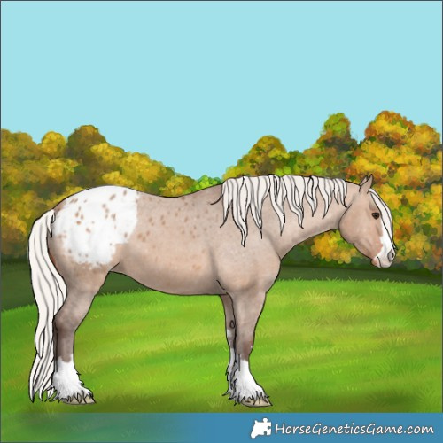 Horse Color:Silver Brown Dun Blanket 