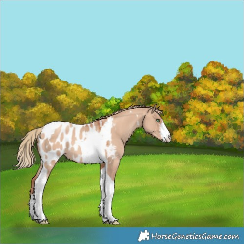 Horse Color:White Spotted Gold Champagne Dun Tobiano Appaloosa 