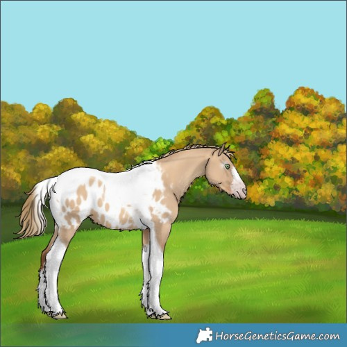 Horse Color:Gray White Spotted Gold Champagne Dun Tobiano Appaloosa 