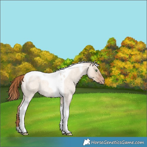 Horse Color:Gold Champagne Roan Dun Tobiano Rabicano 
