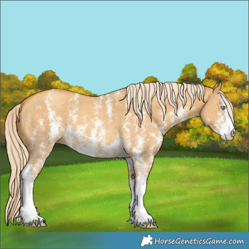 Horse Color:Gold Cream Champagne Dun Sabino 