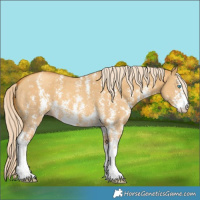Horse Color:Gold Cream Champagne Dun Sabino 