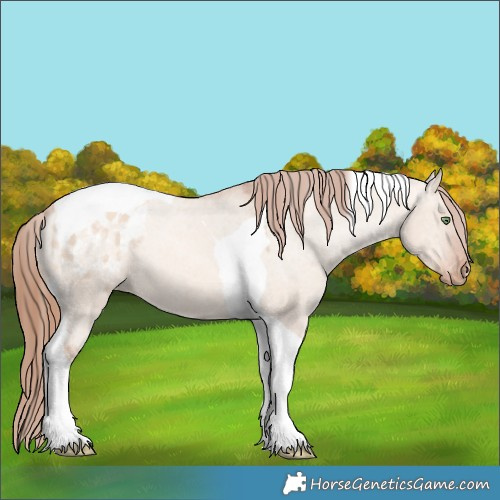 Horse Color:Gold Champagne Dun Tobiano Appaloosa 
