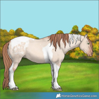 Horse Color:Gold Champagne Dun Tobiano Appaloosa 