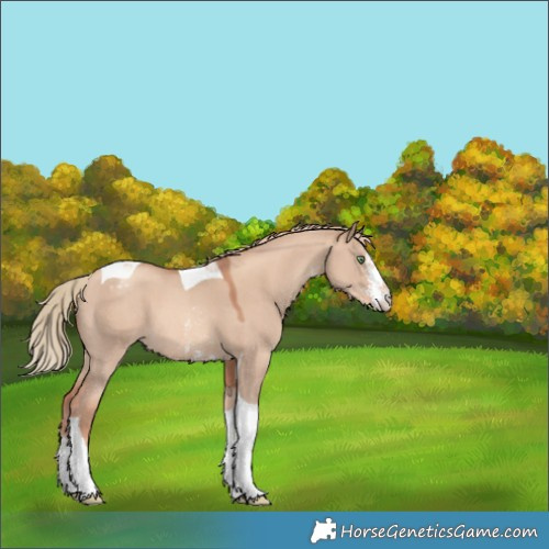 Horse Color:Gold Champagne Dun Sabino Tobiano Varnish 