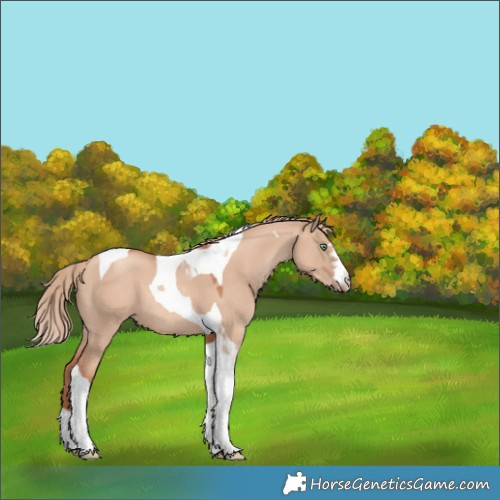 Horse Color:Gold Champagne Dun Tobiano 