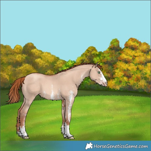 Horse Color:Gold Champagne Dun Sabino 