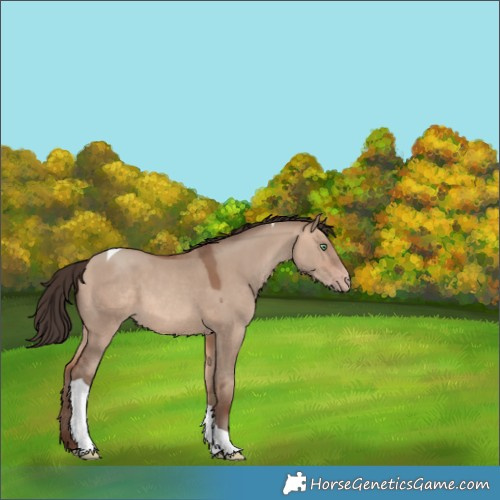 Horse Color:Sable Champagne Dun Tobiano 