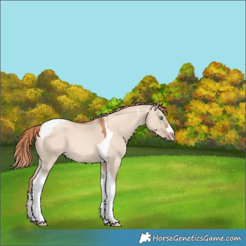 Horse Color:Gold Champagne Dun Tobiano 