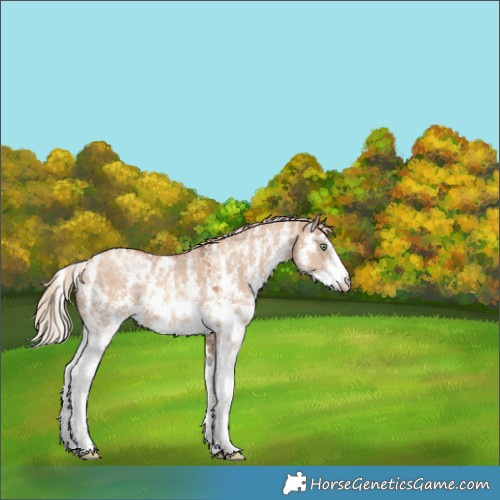 Horse Color:Gold Champagne Dun Sabino 