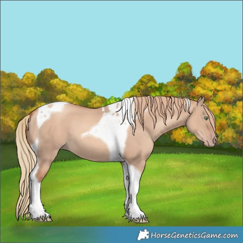 Horse Color:Gold Champagne Dun Tobiano 