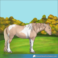 Horse Color:Gold Champagne Dun Tobiano 