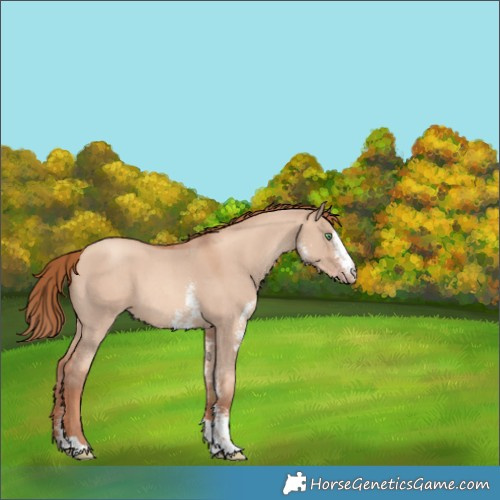 Horse Color:Gold Champagne Dun Sabino 