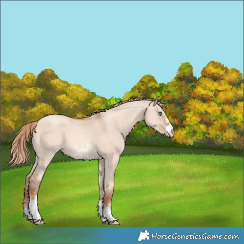 Horse Color:Gold Champagne Dun Sabino 
