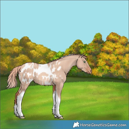 Horse Color:Gold Champagne Dun Tobiano Near Leopard 