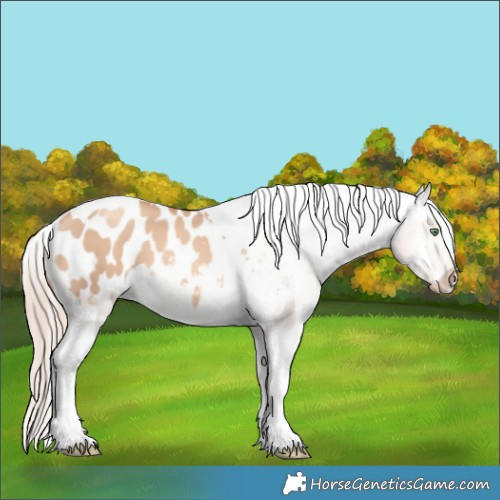 Horse Color:Gold Champagne Dun Tobiano Appaloosa 