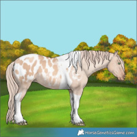 Horse Color:Gold Champagne Dun Tobiano Appaloosa