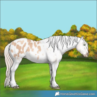 Horse Color:Gold Champagne Dun Tobiano Appaloosa 