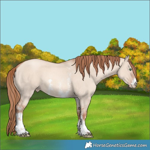 Horse Color:Gold Champagne Dun Sabino 