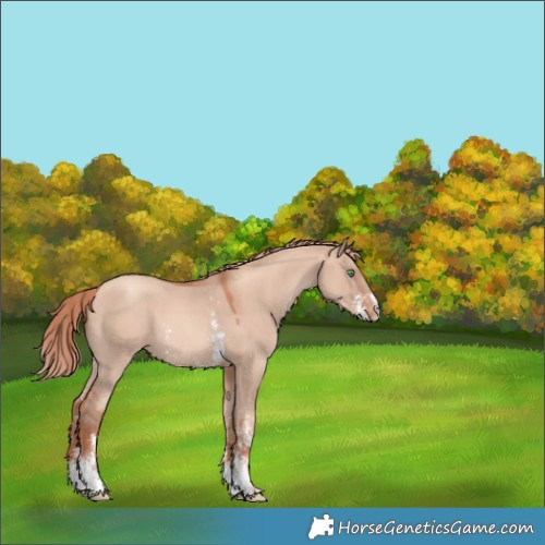 Horse Color:Gold Champagne Dun Sabino Varnish 