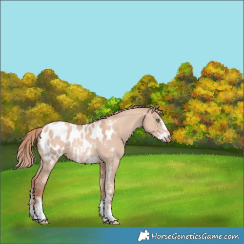 Horse Color:Gold Champagne Dun Sabino Appaloosa 