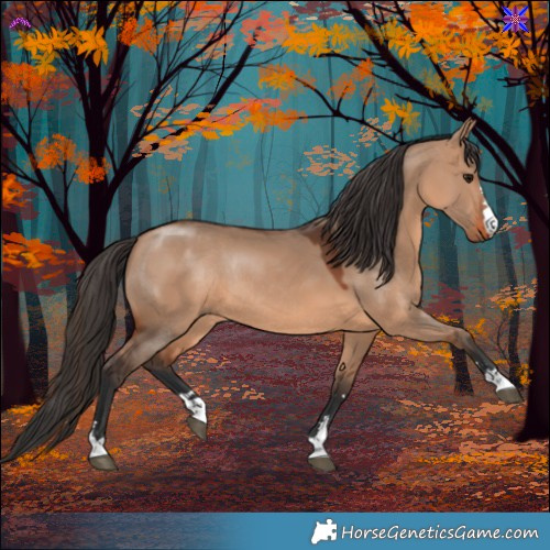 Horse Color:Bay Dun Rabicano