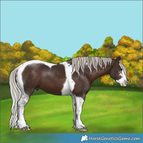 Horse Color:Silver Brown Sabino Splash Tobiano 