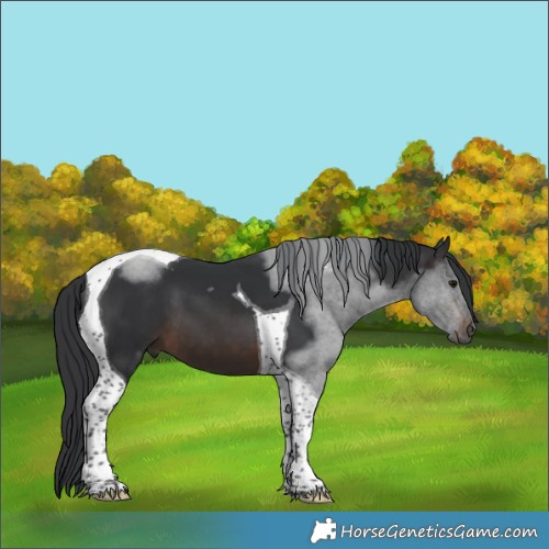 Horse Color:Brown Tobiano 