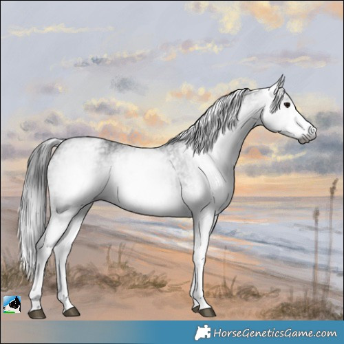 Horse Color:Gray White Spotted Black  and Gray White Spotted Black 