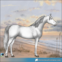 Horse Color:Gray White Spotted Black  and Gray White Spotted Black 