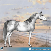 Horse Color:Gray White Spotted Black  and Gray White Spotted Black 