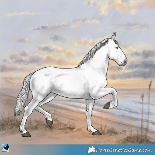 Horse Color:Chocolate Palomino Chinchilla Dun Rabicano