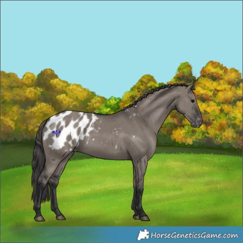 Horse Color:Grullo Appaloosa 