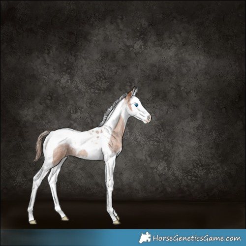 Horse Color:Brown Roan Pearl Splash Tobiano 