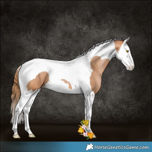 Horse Color:Bay Pearl Splash Tobiano 
