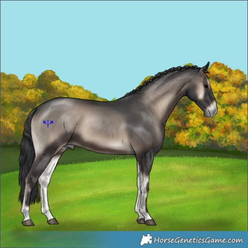 Horse Color:Blue Onyx 