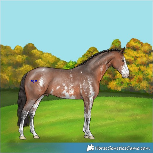Horse Color:Bay Sabino Rabicano 