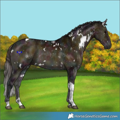 Horse Color:White Spotted Midnight Buckskin Ice Onyx Tobiano 