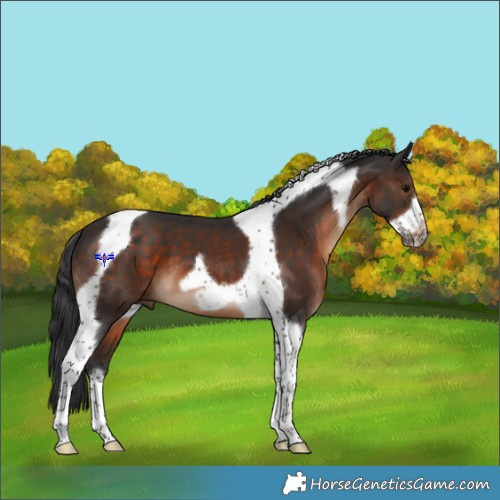 Horse Color:Brown Tobiano Frame 