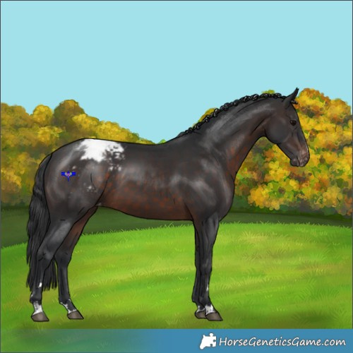 Horse Color:Brown Appaloosa 